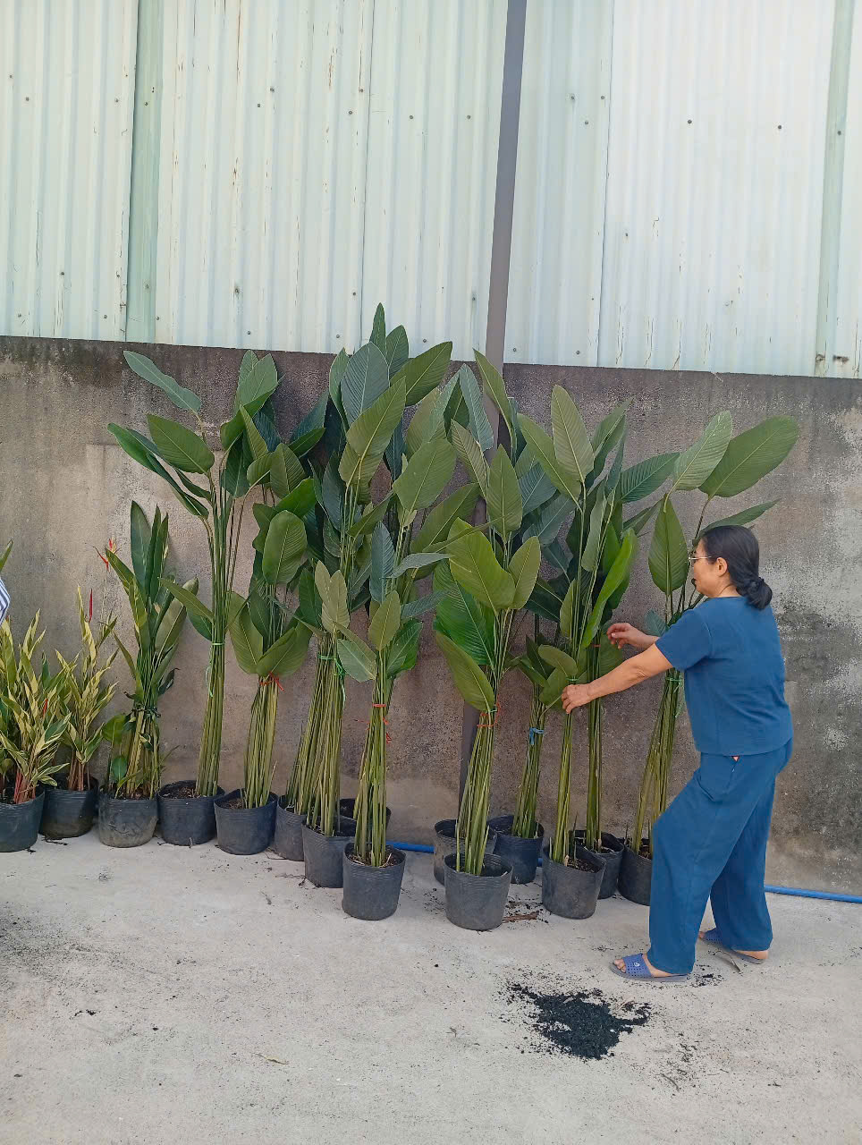 Chọn cây trồng trên sân thượng